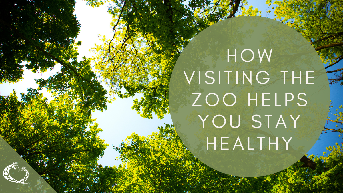 Reid-Park-Zoo-Expansion-Tucson-Arizona-Zoo-Health-Wordpress