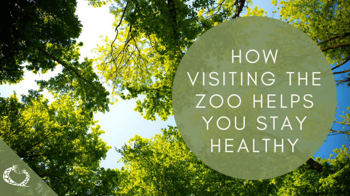 How Visiting the Zoo Helps You Stay Healthy – Reid Park Zoo Expansion