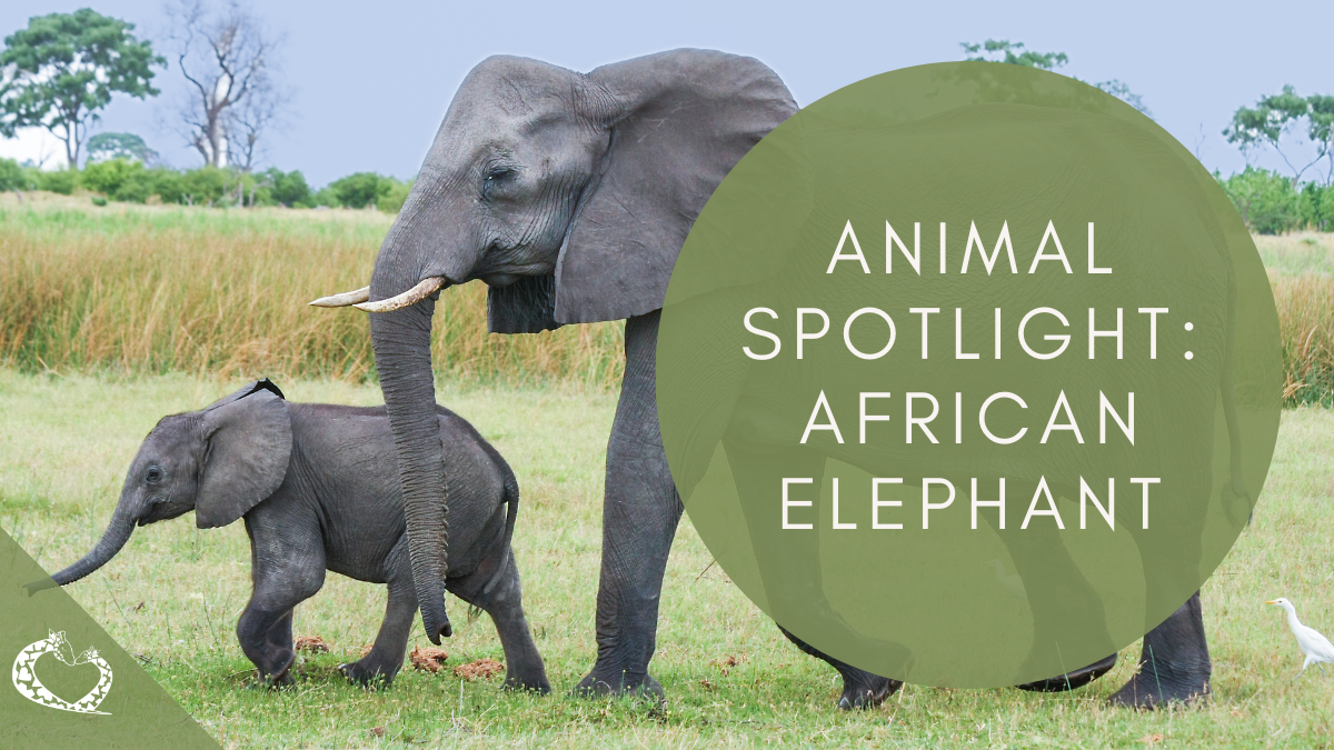 Reid-Park-Zoo-Expansion-Tucson-Arizona-African-Elephant-Wordpress