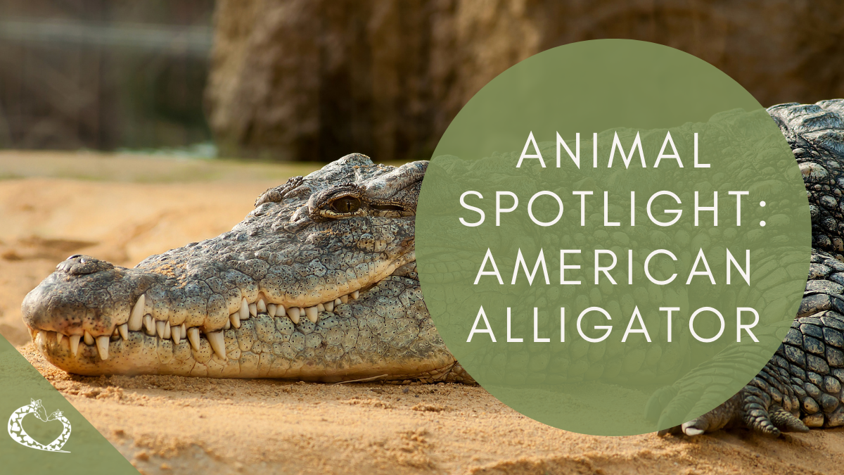 Reid-Park-Zoo-Expansion-Tucson-Arizona-American-Alligator-Wordpress