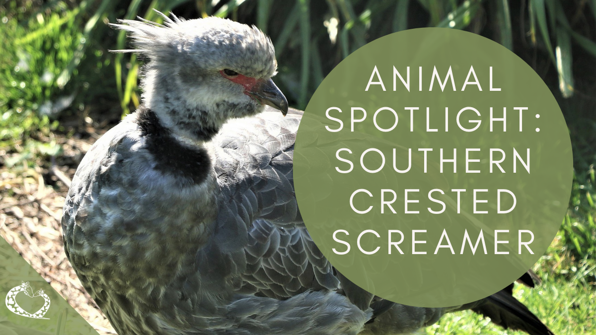 Reid-Park-Zoo-Expansion-Tucson-Arizona-Crested-Screamer-Wordpress