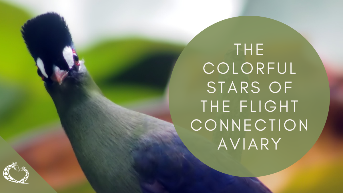 Reid-Park-Zoo-Expansion-Tucson-Arizona-Flight-Connection-Aviary-Wordpress