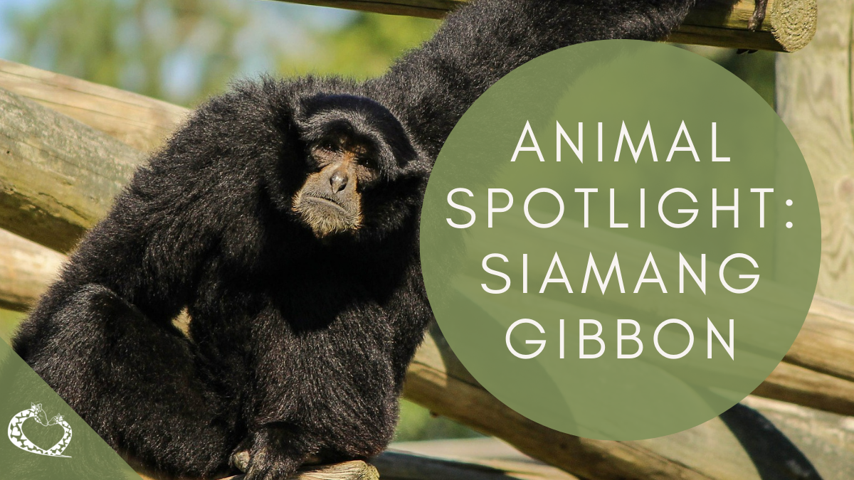 Reid-Park-Zoo-Expansion-Tucson-Arizona-Siamang-Gibbon-Wordpress