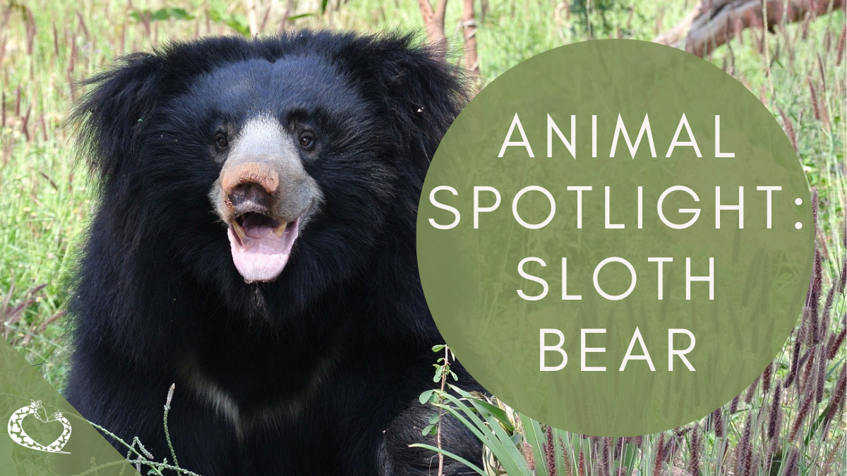Reid-Park-Zoo-Expansion-Tucson-Arizona-Sloth-Bear-Wordpress