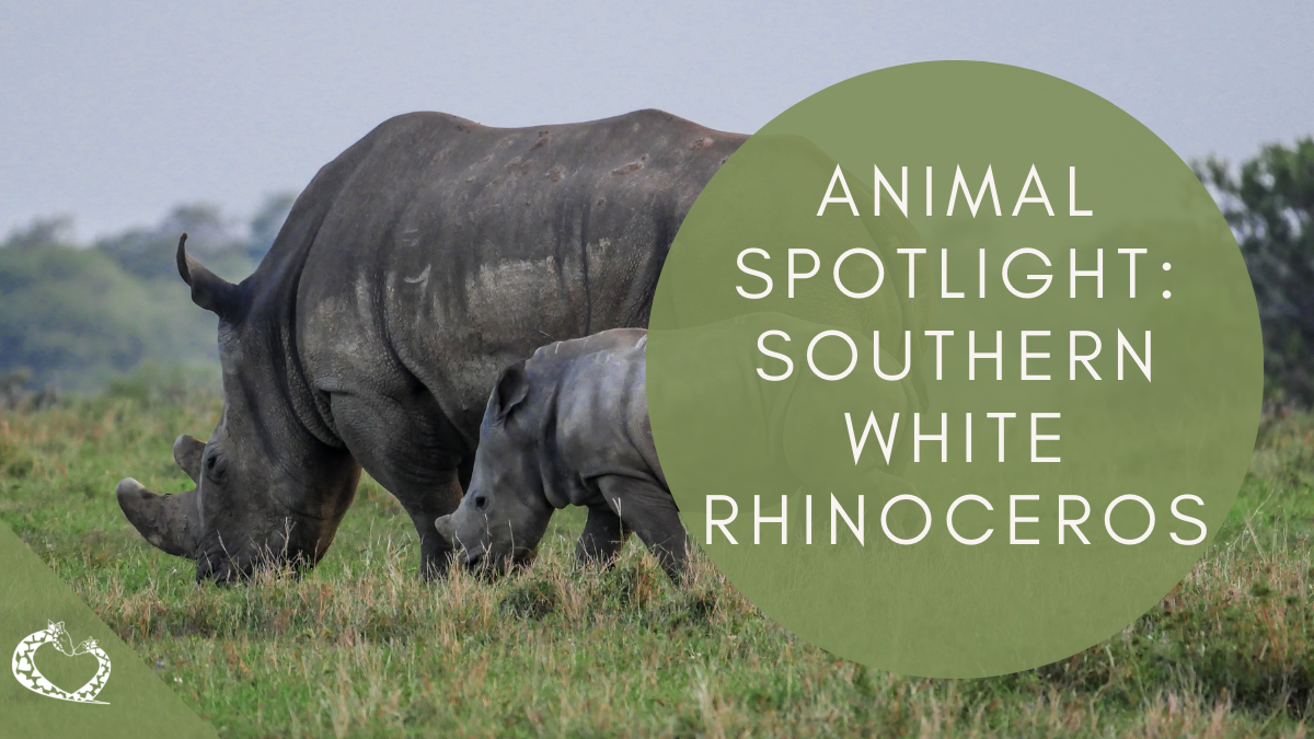 Reid-Park-Zoo-Expansion-Tucson-Arizona-White-Rinoceros-Wordpress