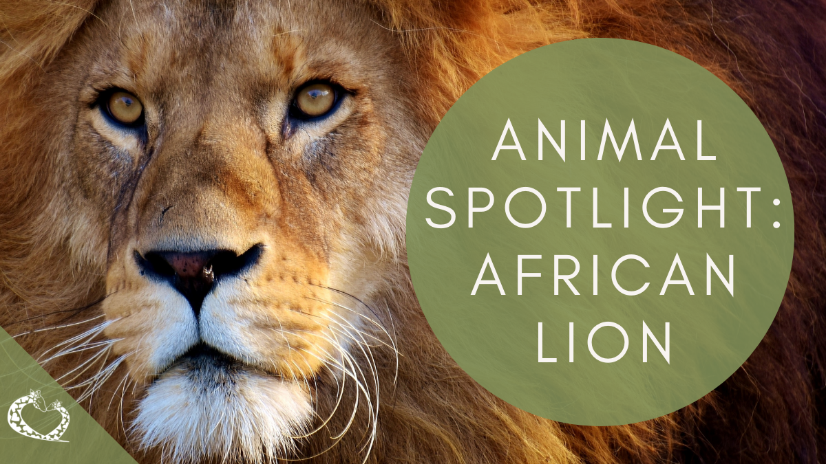 reid-park-zoo-expansion-tucson-arizona-african-lion-wordpress