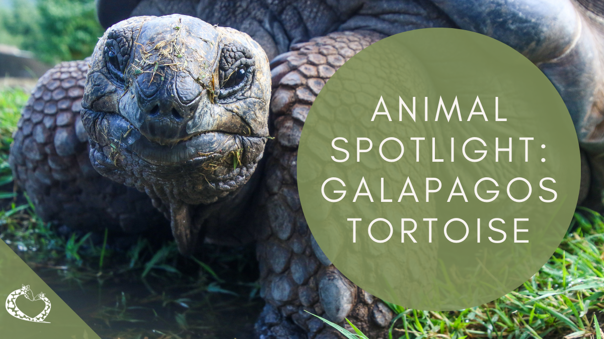 Reid-Park-Zoo-Expansion-Tucson-Arizona-Galapagos-Tortoise-WP