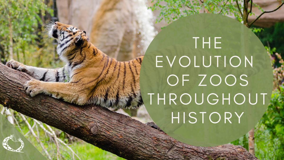 reid-park-zoo-expansion-tucson-arizona-history-zoos-wp