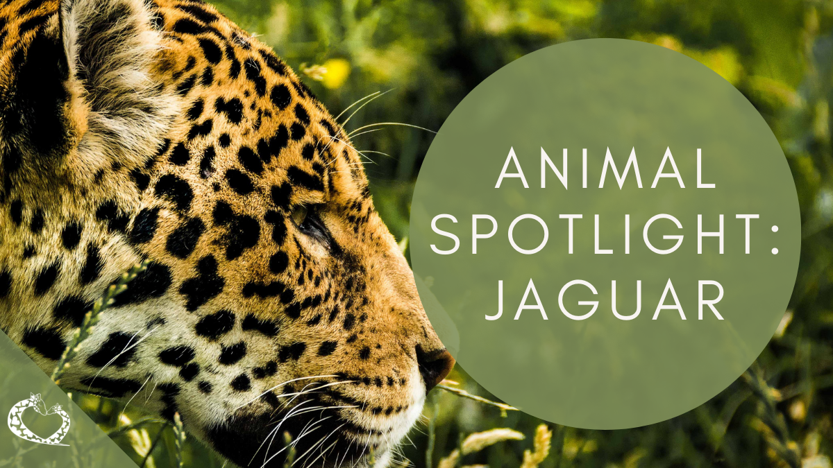 reid-park-zoo-expansion-tucson-arizona-jaguar-wp