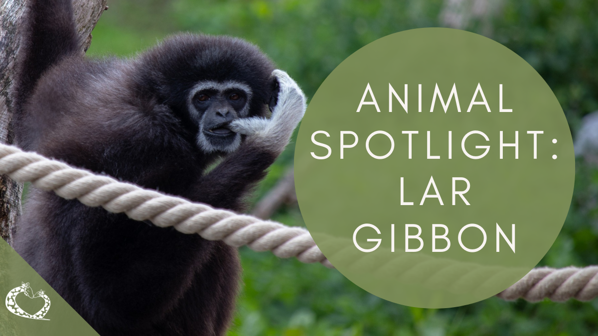 reid-park-zoo-expansion-tucson-arizona-lar-gibbon-wp