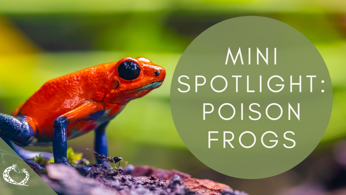 reid-park-zoo-expansion-tucson-arizona-poison-frogs-wp