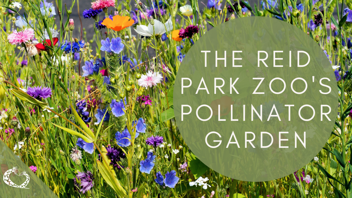 reid-park-zoo-expansion-tucson-arizona-pollinator-garden-wp