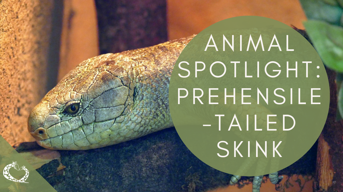 reid-park-zoo-expansion-tucson-arizona-prehensile-tailed-skink-wp