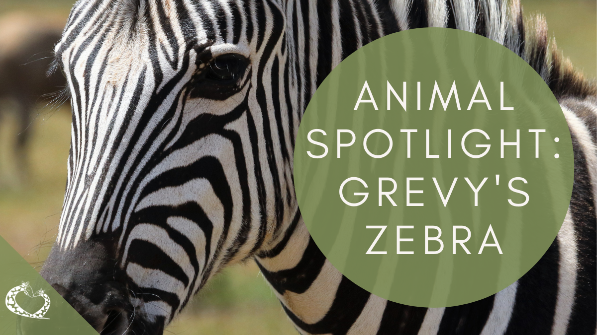 Animal Spotlight Grevy's Zebra Wordpress RPZE