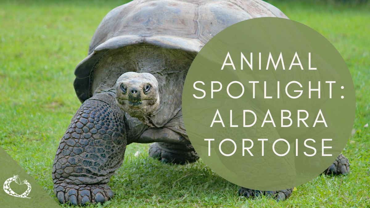 Reid-Park-Zoo-Expansion-Tucson-Arizona-Aldabra-Tortoise