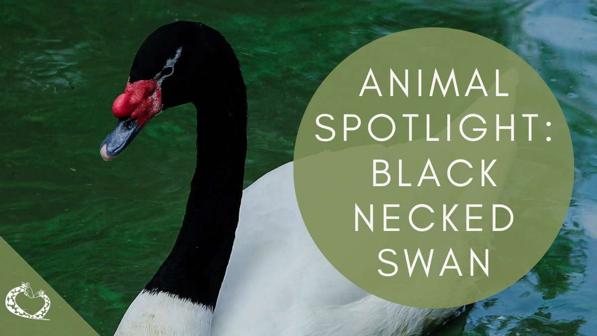 Reid-Park-Zoo-Expansion-Tucson-A