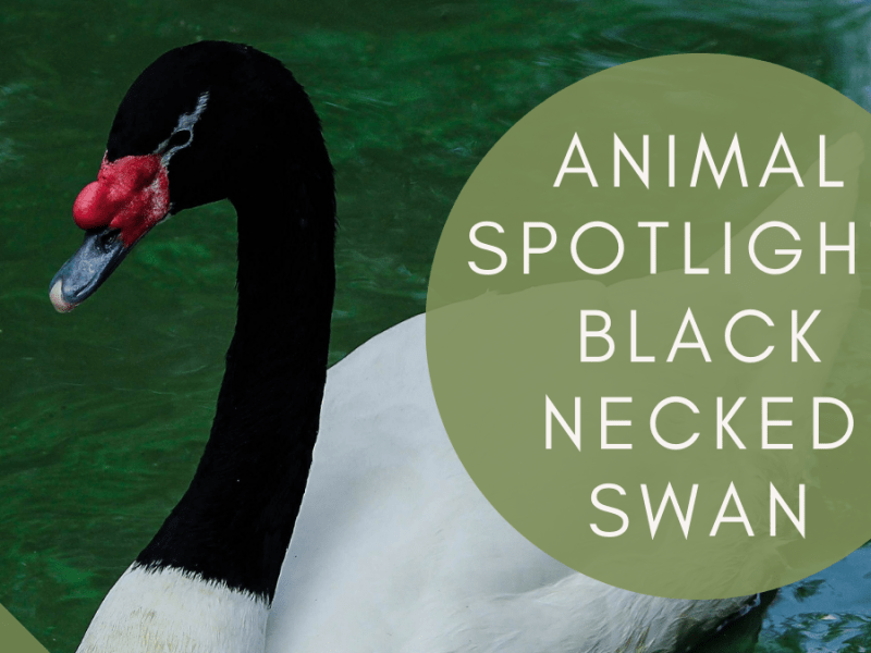 Spotlight:  Black-Necked Swans