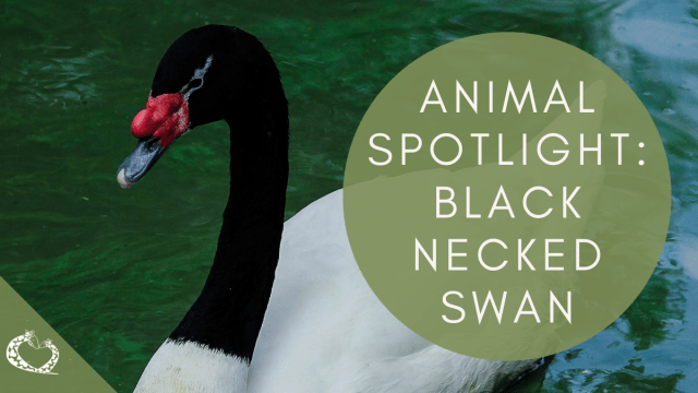 小物 WILD SWANS ELSTON BLACK (85cm/34inch) 小物 WILD SWANS ELSTON BLACK (85cm/34inch) 小物 WILD SWANS ELSTON