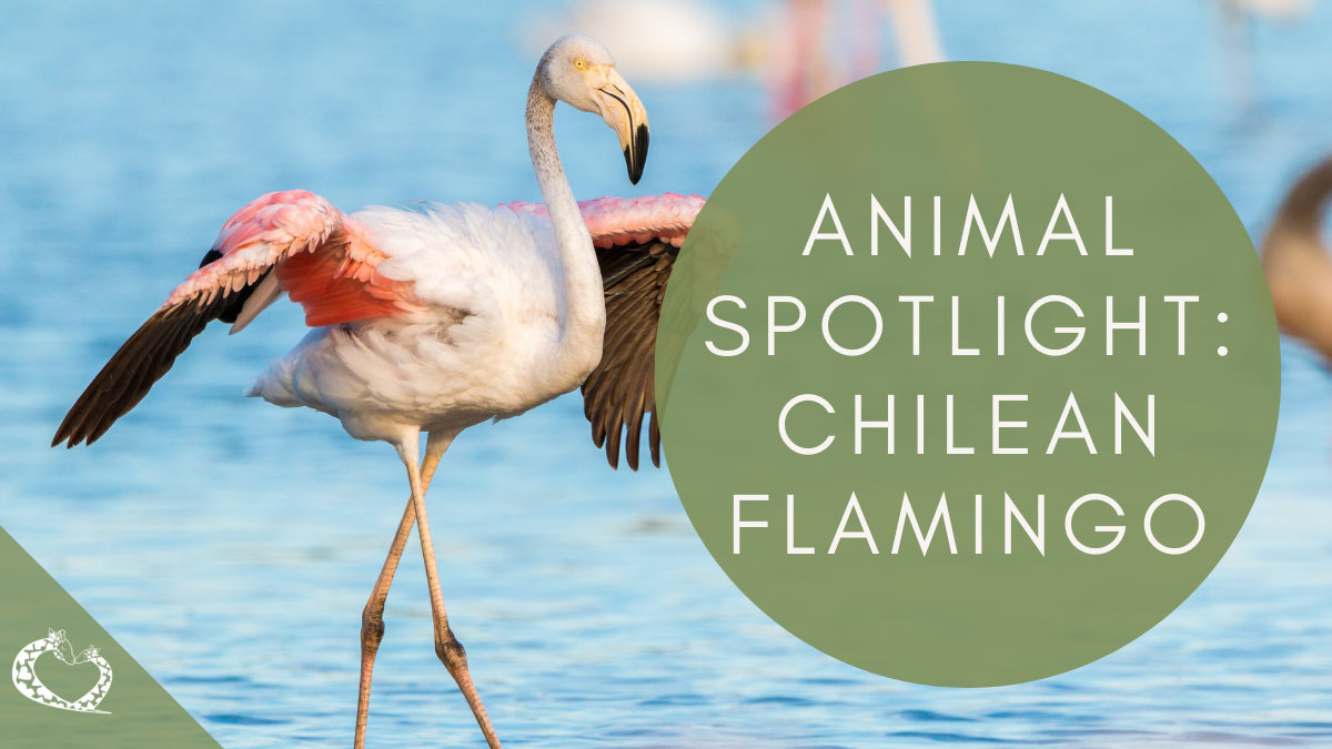 Reid-Park-Zoo-Expansion-Tucson-Arizona-Chilean-Flamingos