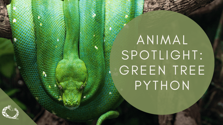 Animal Spotlight: Green Tree Python – Reid Park Zoo Expansion