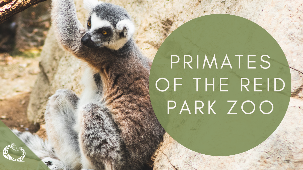 Reid - Park - Zoo - Expansion - Tucson - Arizona - Primates