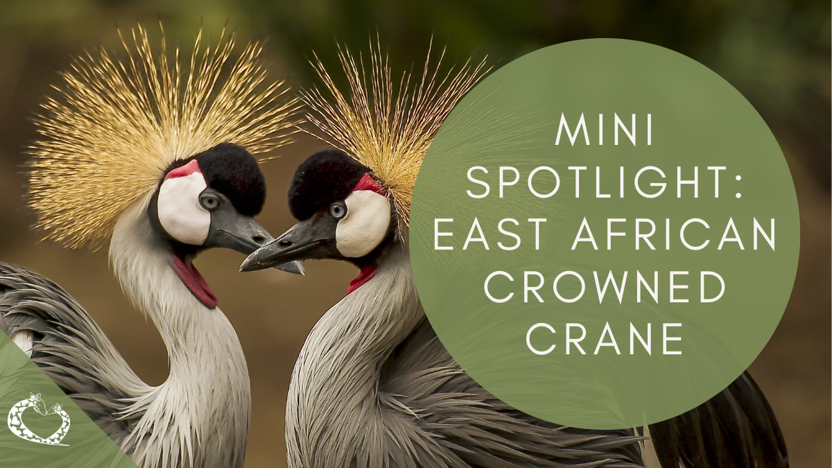 reid-park-zoo-expansion-tucson-arizona-zoo-east-african-crowned-crane