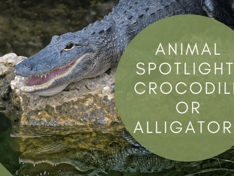 Animal Spotlight:  Crocodile or&nbsp;Alligator?