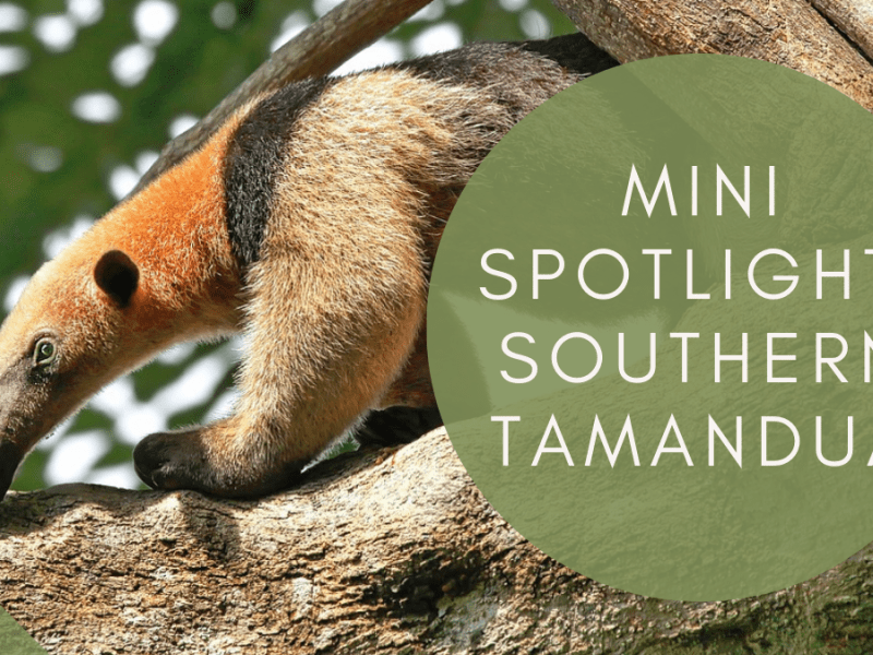Mini Spotlight: Southern&nbsp;Tamandua