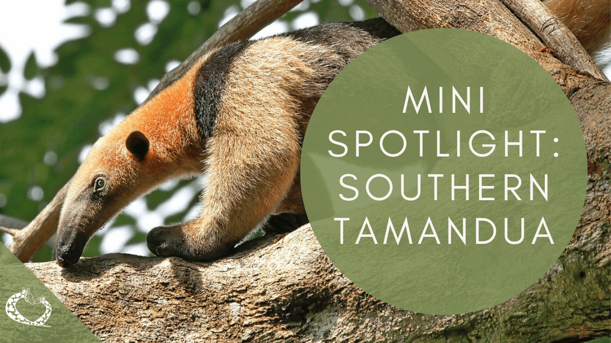 Mini Spotlight: Southern&nbsp;Tamandua