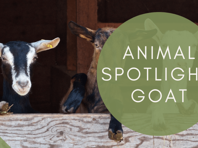 Spotlight:   Goats!