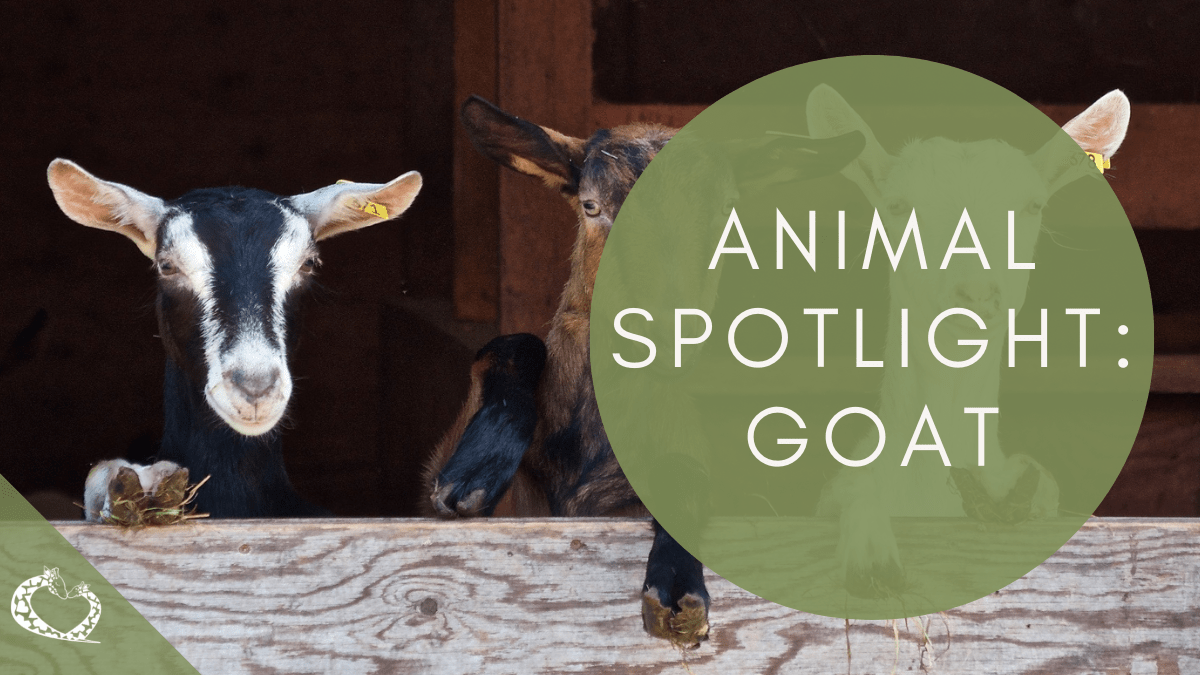 Spotlight:   Goats!
